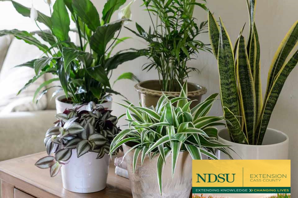 How To Tell If Houseplants Need Repotting