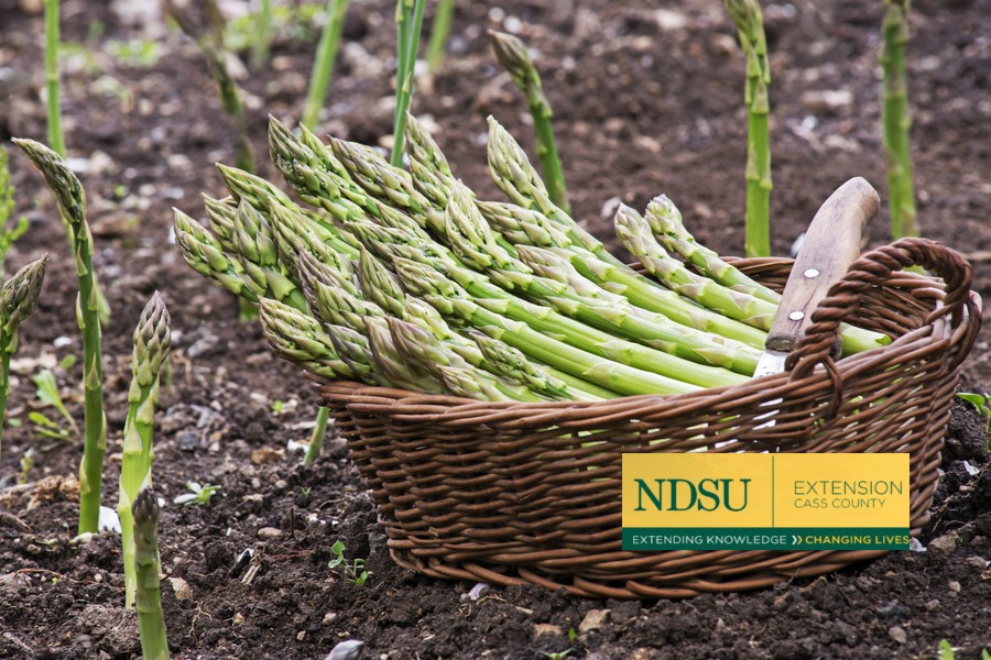 Weed Control in Asparagus