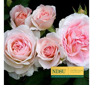 Pruning Roses After Rabbit Damage and Winter Injury