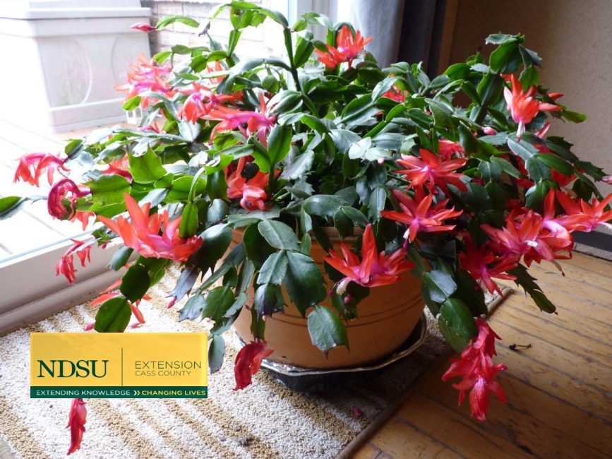 Is It a Thanksgiving Cactus or a Christmas Cactus?