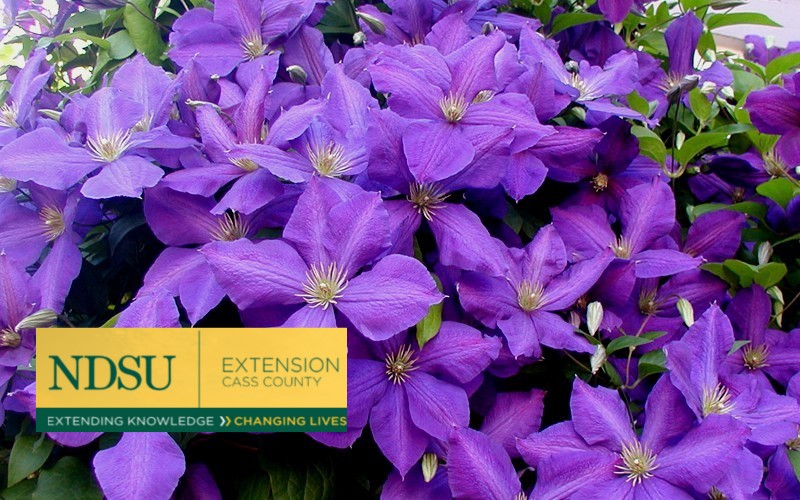 Pinch Clematis to Double the Bloom