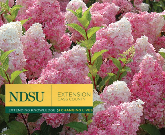 How to Prune Panicle Hydrangeas