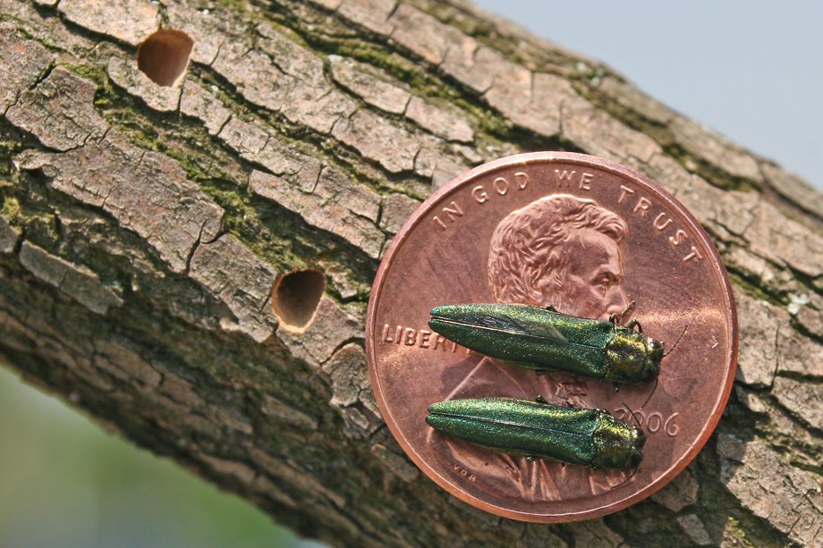Emerald Ash Borer Discovered at North Dakota’s Doorstep